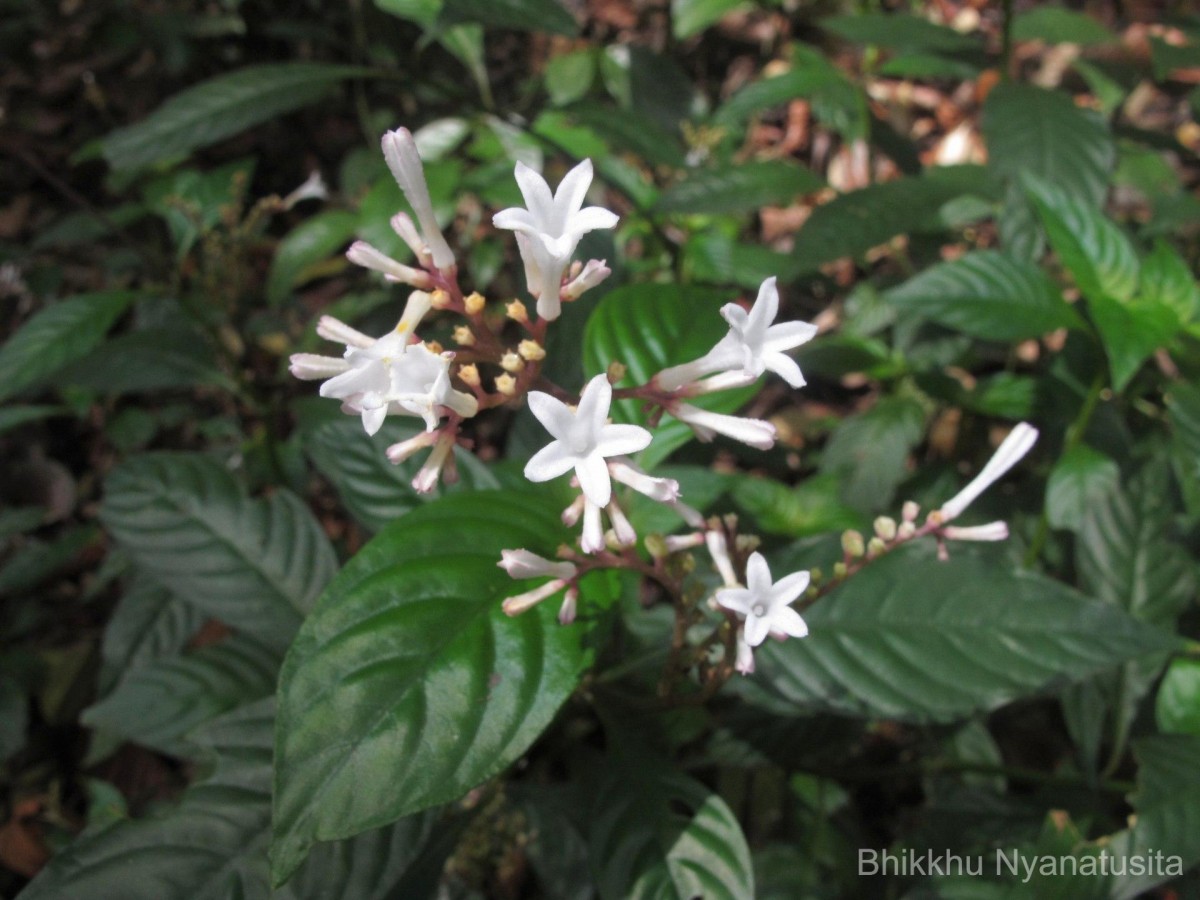 Ophiorrhiza nemorosa Thwaites
